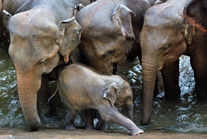 Słonie w sierocińcu Pinnewela koło Kandy podczas kąpieli