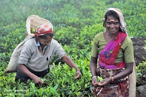 Tamilskie kobiety zbierające herbatę w plantacji Laboukalle