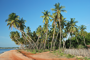 Rajskie wybrzeże w Uppuveli nad Zatoką Bengalską